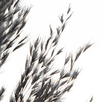 Artículo Hierba seca, junco, negra, 70 cm, tendencia decorativa, 10 piezas