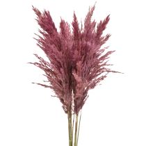 Artículo Hierba seca juncia hierba decorativa seca rosa viejo 75cm 10 piezas