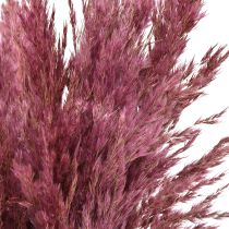 Artículo Hierba de caña seca, hierba decorativa seca, rosa antigua, 75 cm, 10 piezas
