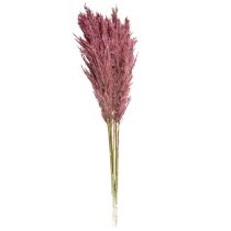 Artículo Hierba de caña seca, hierba decorativa seca, rosa antigua, 75 cm, 10 piezas