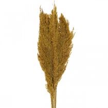 Hierba seca, juncia, seca, verde oliva, hierba decorativa, 70 cm, 10 piezas