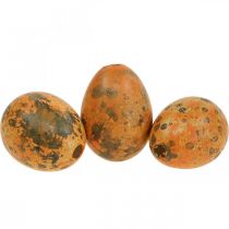 Huevos de Codorniz Deco Huevos Soplados Naranja Albaricoque 3cm 50p