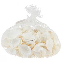 Artículo Conchas blancas berberechos decorativos blanco crema 2-3,5cm 300g