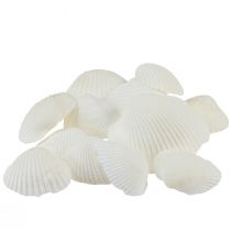 Conchas blancas berberechos decorativos blanco crema 2-3,5cm 300g