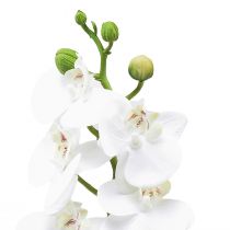 Artículo Orquídea Artificial Phalaenopsis Blanca Real Touch 32cm