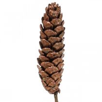 Artículo Piñas de pino blanco piñas de cobre 70cm manojo de 7 piezas