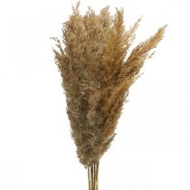 Artículo Junco de hierba seca natural decoración seca 75cm 10uds