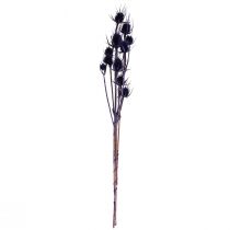 Artículo Cardo Silvestre Flores Secas Cardo Cardo Púrpura 55cm 10 cabezas