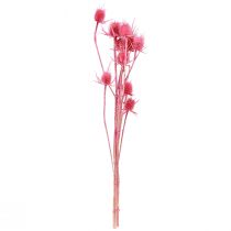 Artículo Decoración seca de cardo silvestre, cardos rosados, 53 cm, 10 cabezas