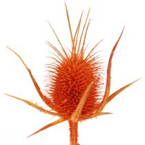 Artículo Cardo Silvestre Cardo Naranja Decoración Seca 1kg