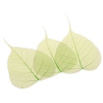 Artículo Hojas de sauce esqueletizadas verdes naturales decoración hojas 200 piezas