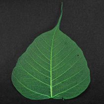 Artículo Hojas de sauce esqueletizadas verdes naturales decoración hojas 200 piezas