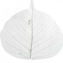 Artículo Hojas de esqueleto blanqueadas Hojas de sauce esqueletizadas 8-10cm 300 uds