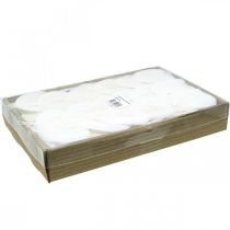 Artículo Hojas de esqueleto blanqueadas Hojas de sauce esqueletizadas 8-10cm 300 uds