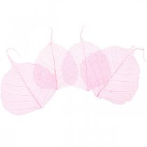 Artículo Hojas de esqueleto Hojas de sauce esqueletizadas rosa 5-9cm 200 piezas