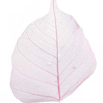 Artículo Hojas de esqueleto Hojas de sauce esqueletizadas rosa 5-9cm 200 piezas