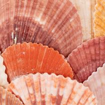 Artículo Portavelas náutico, farol, conchas marinas auténticas, decoración para baño, ambiente festivo, 12 cm