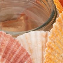 Artículo Portavelas náutico, farol, conchas marinas auténticas, decoración para baño, ambiente festivo, 12 cm