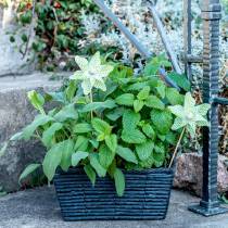 Molino Mini Verde-Blanco Ø9cm 12p