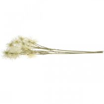 Artículo Xanthium flor artificial crema decoración otoño 6 flores 80cm 3ud