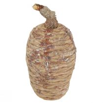Artículo Conos de cedro cedro decorativo natural 9-10,5cm 3 piezas