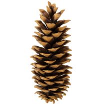 Artículo Piñas de pino azucarero naturales 20-25cm