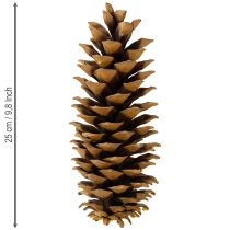 Artículo Piñas de pino azucarero naturales 20-25cm