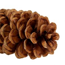 Artículo Piñas de pino azucarero naturales 20-25cm