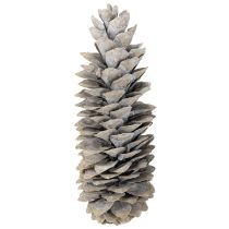 Artículo Piñas de pino azucarero encaladas 20cm - 30cm
