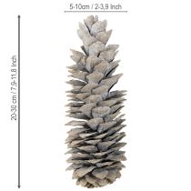 Artículo Piñas de pino azucarero encaladas 20cm - 30cm