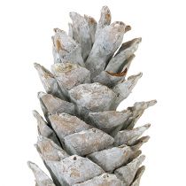 Artículo Piñas de pino azucarero encaladas 20cm - 30cm