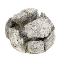 Conos de ciprés 3cm blanqueados 500g