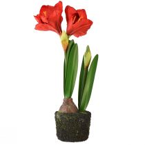 Artículo Amarilis en bolas de musgo artificial - flores de color rojo brillante, 49 cm - decoración elegante y natural de la habitación