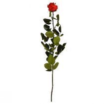 Artículo Rosa Infinita con Hojas Preservadas Amorosa Roja L54cm