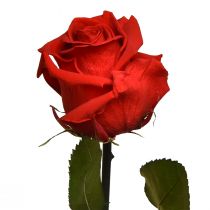 Artículo Rosa Infinita con Hojas Preservadas Amorosa Roja L54cm