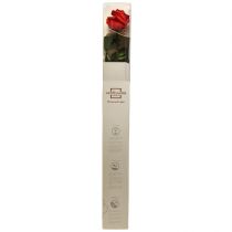 Artículo Rosa Infinita con Hojas Preservadas Amorosa Roja L54cm