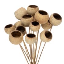 Artículo Surtido de copas de té con tallo, variedades exóticas naturales, 15 piezas