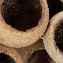 Artículo Surtido de copas de té con tallo, variedades exóticas naturales, 15 piezas