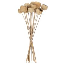 Artículo Surtido de copas de té con tallo, variedades exóticas naturales, 15 piezas