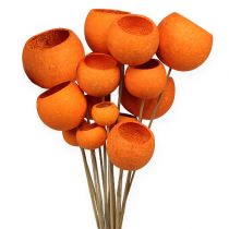 Bell Cup Mix en un palito Naranja 15uds
