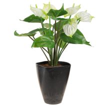 Artículo Macetero para orquídeas macetero plástico antracita 13,5x13x16,5cm 4ud