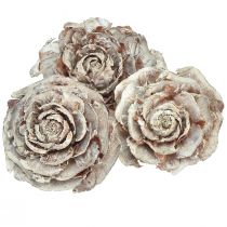 Artículo Conos de cedro cortados como rosa cedro rosa 4-6cm blanco/natural 50 piezas