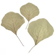 Artículo Hojas de cobra secas verdes naturales 15cm–17cm 50 piezas