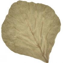 Artículo Hojas de cobra secas verdes naturales 15cm–17cm 50 piezas