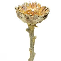 Artículo Roseta Compacta Proteen Verde Esmerilado Ø4-5.5cm 20uds
