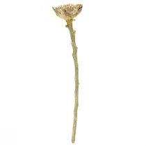Artículo Roseta Compacta Proteen Verde Esmerilado Ø4-5.5cm 20uds