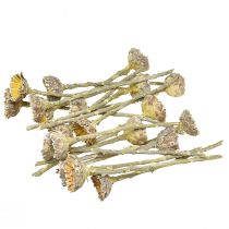 Artículo Roseta Compacta Proteen Verde Esmerilado Ø4-5.5cm 20uds