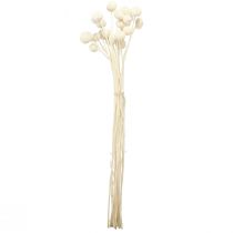 Artículo Craspedia muslos secos crema 45-55cm 20uds