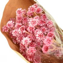 Artículo Curry Herb Siempreviva Artificial Rosa L28cm 12 piezas 1 manojo