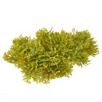 Artículo Musgo decorativo artificial verde marrón – cojín de musgo 10/12/14cm 3 piezas